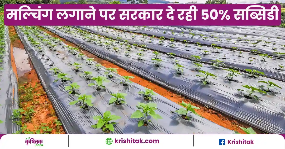 Subsidy on Mulching Technique