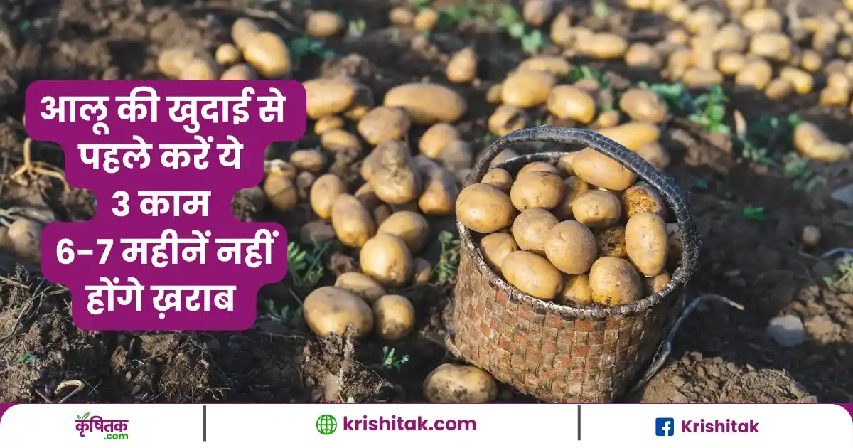 aaloo Ko Store Kaise Karen