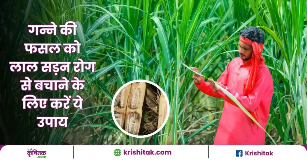 Sugarcane Farming Tips