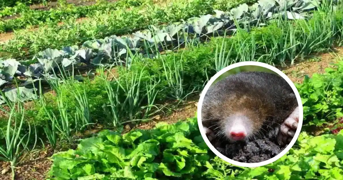 Vegetables Farming Tips