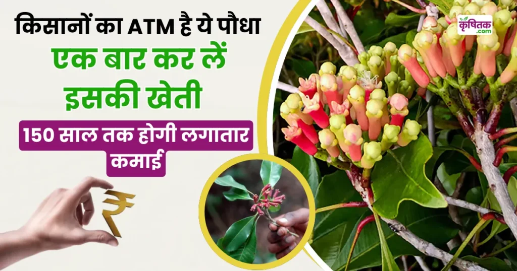 Clove Farming in Hindi