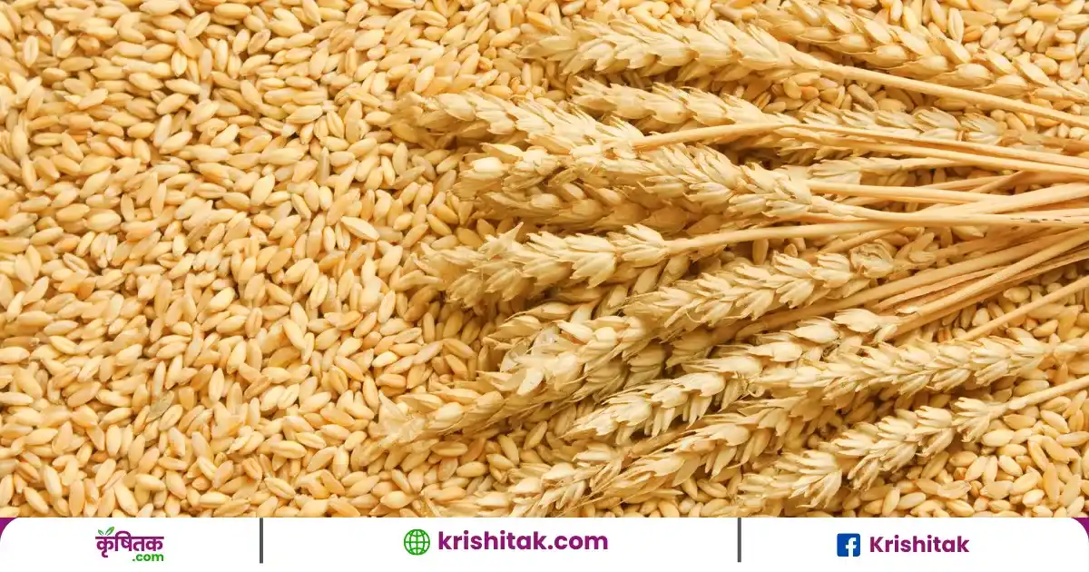 Wheat procurement
