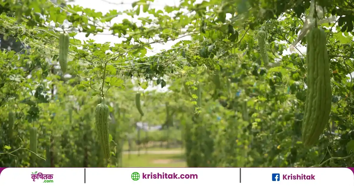 Bitter Gourd Cultivation