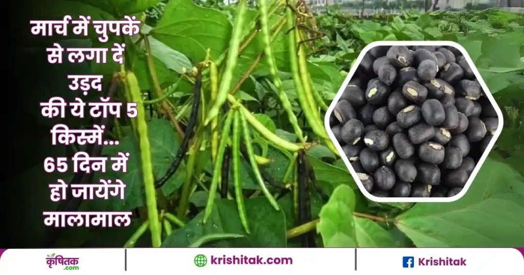 Top 5 Varieties of Urad