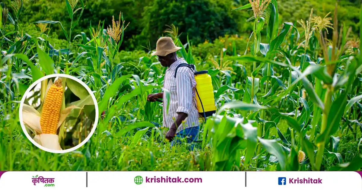 Maize Farming Tips