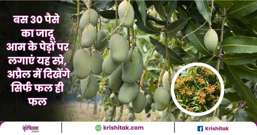 Mango Farming Tips