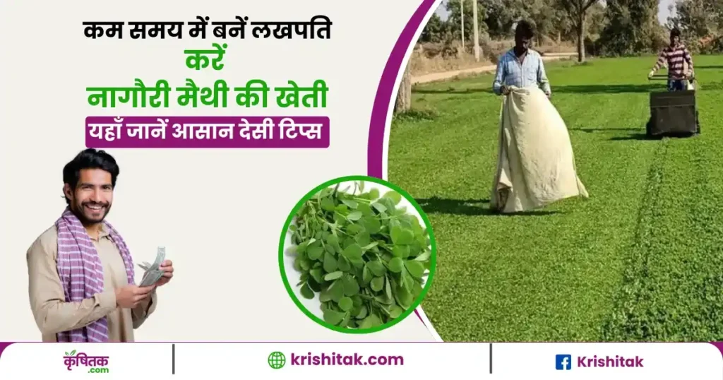 Nagauri Methi ki Kheti