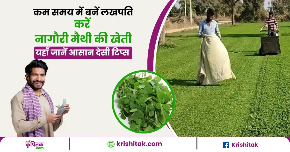Nagauri Methi ki Kheti