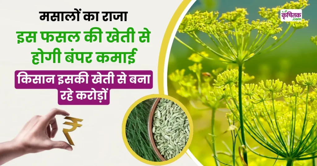 Saunf Ki Kheti Kaise Kare