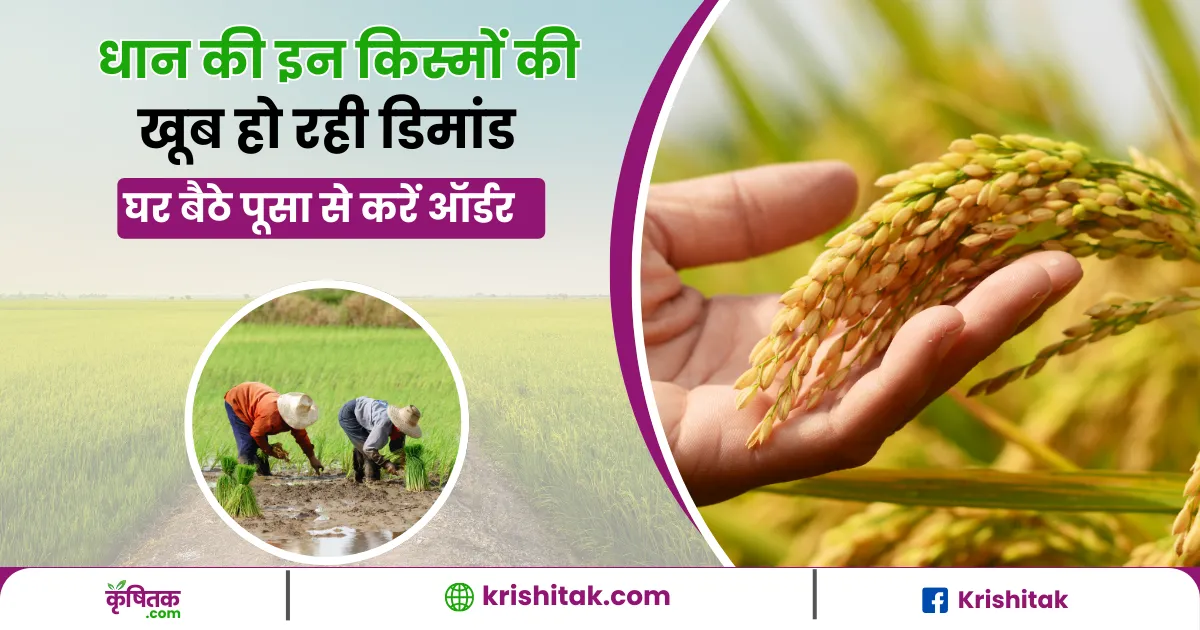 Best Pusa Paddy varieties