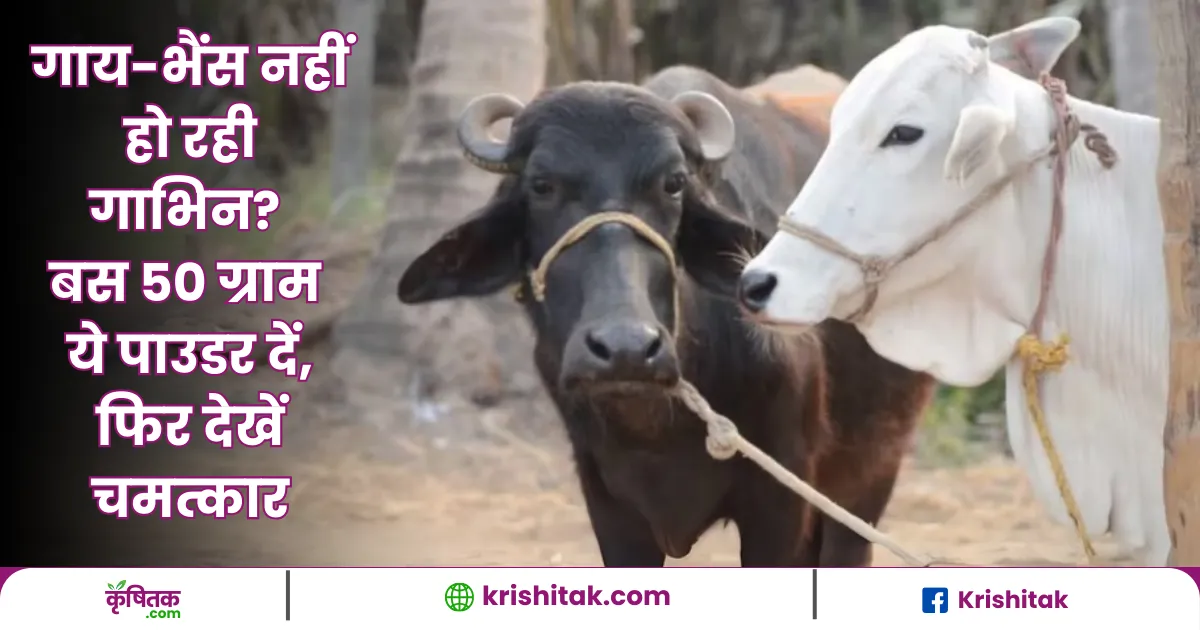 Animal Husbandry Tips