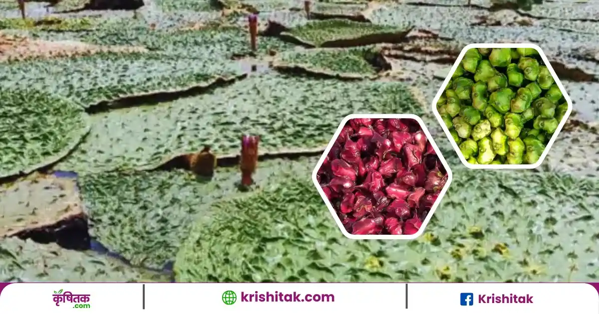 2 New Variety of Water Chestnut