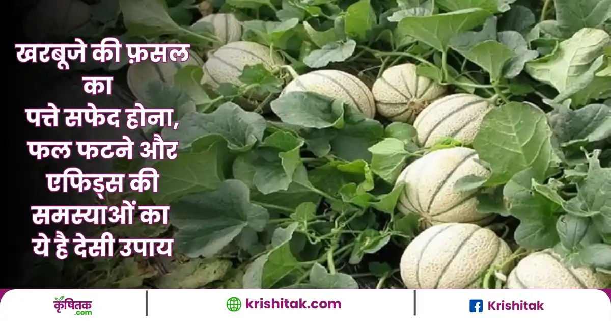 Muskmelon Farming Tips