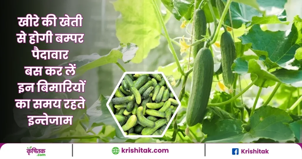 Cucumber Farming Tips