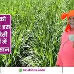 Napier Grass Ki Kheti