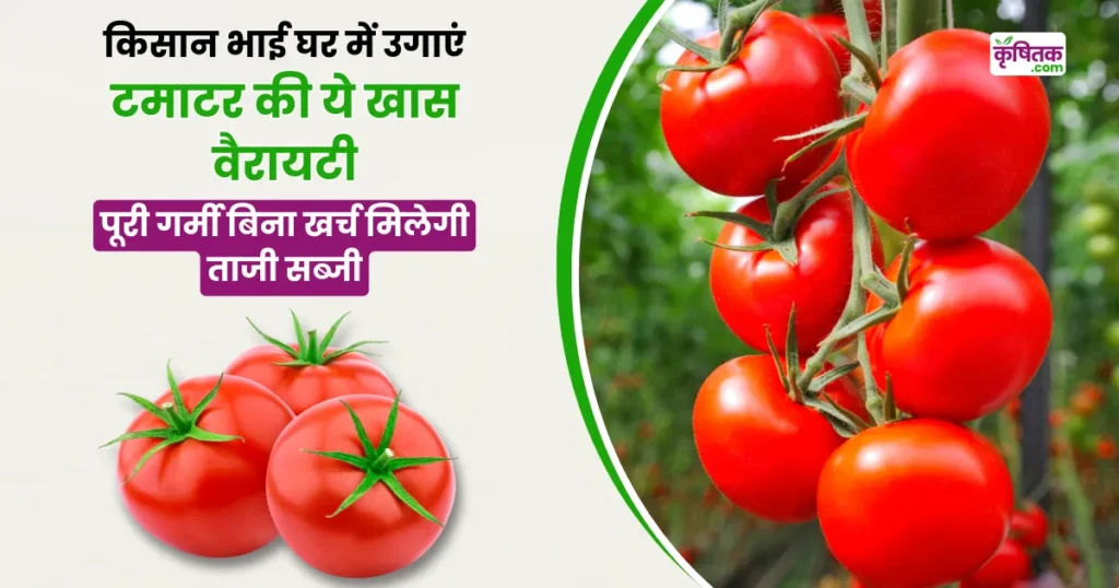 Desi Tamatar Ki Kheti