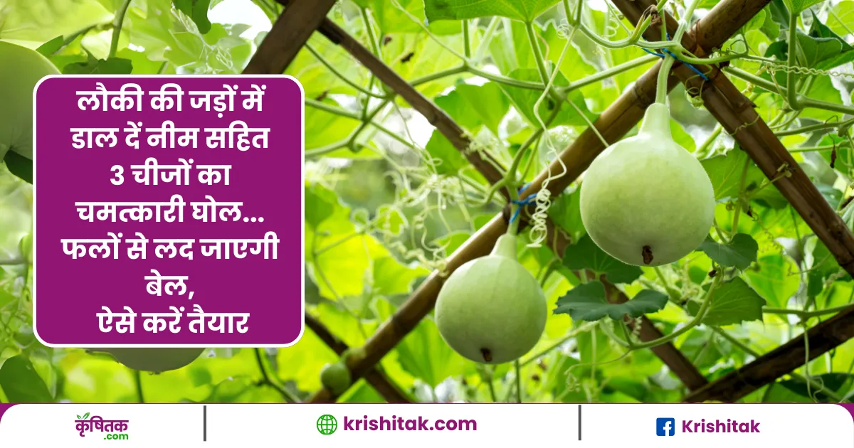Bottel Gourd Farming Tips