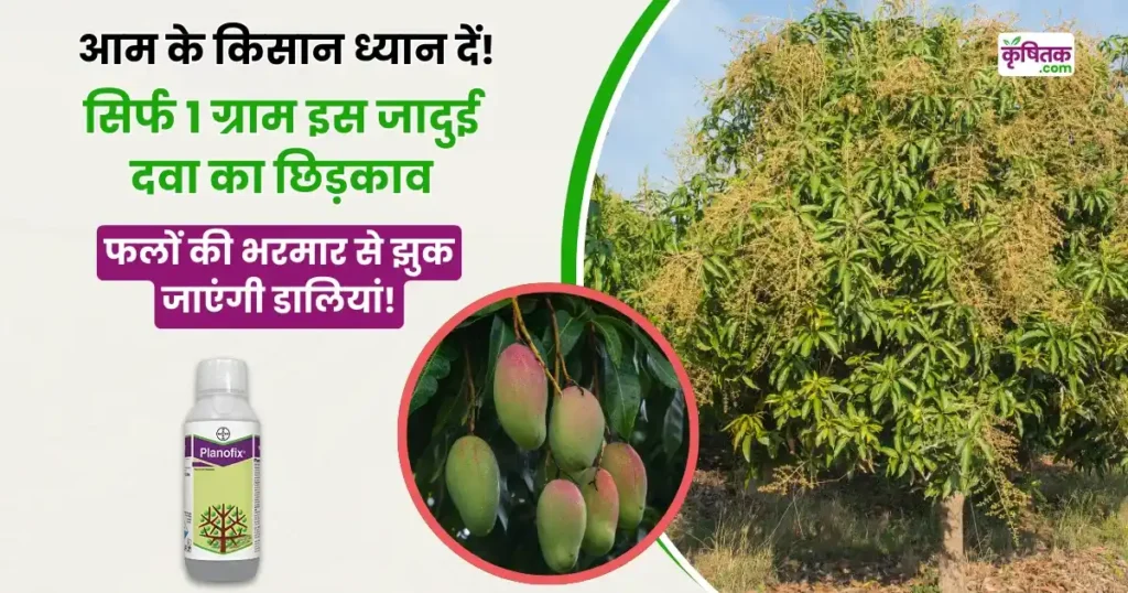 Mango Cultivation Tips
