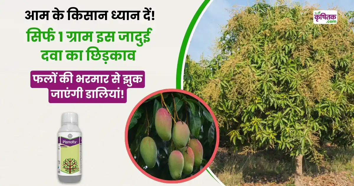 Mango Cultivation Tips