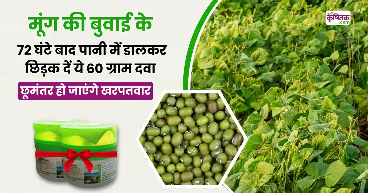 Moong Cultivation Tips