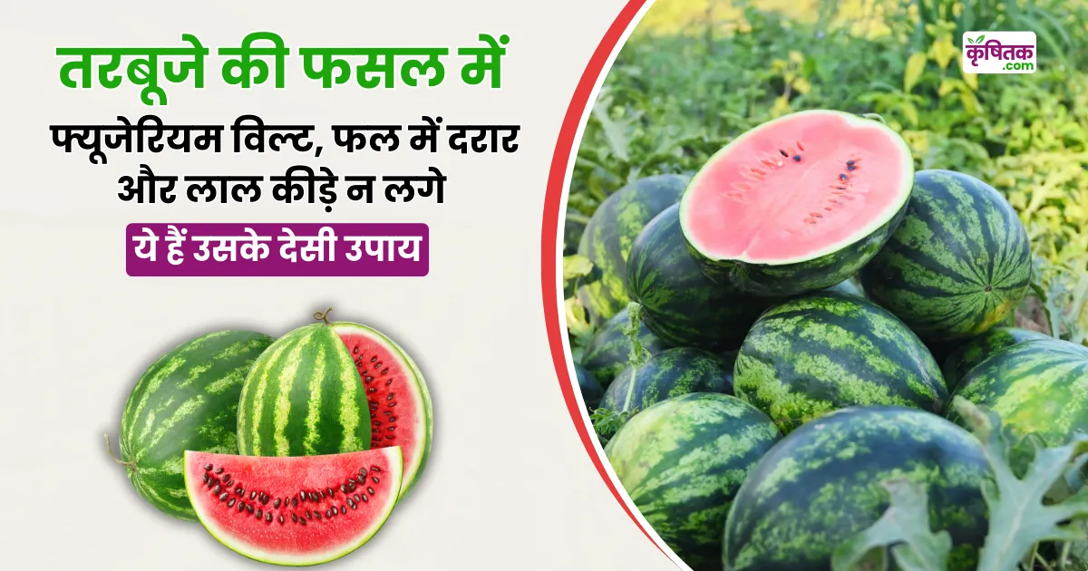 Watermelon Farming Tips