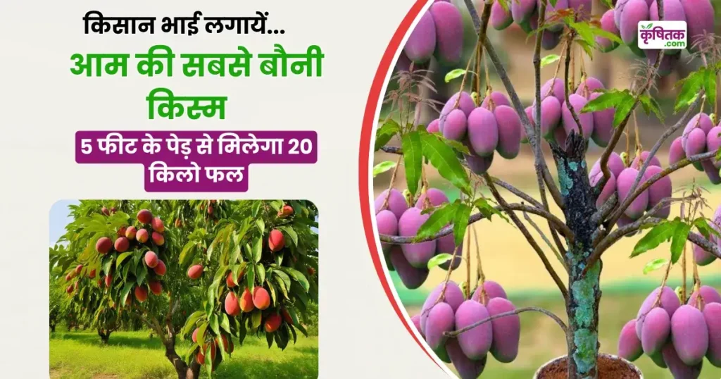 Ambika and Arunika Mango Farming