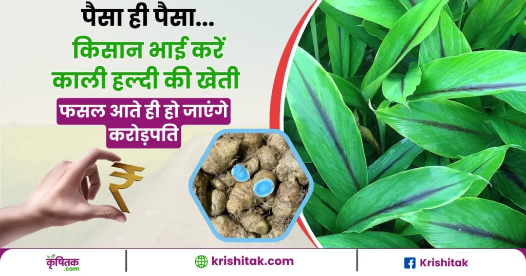 Black Turmeric Cultivation in Hindi