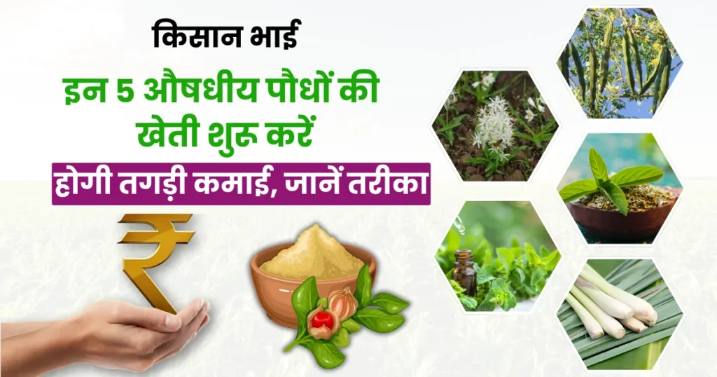 Top 5 Medicinal Plants Farming