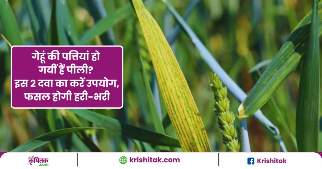 Plant Protection Tips
