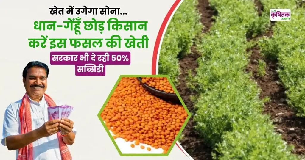 Masoor Cultivation in Hindi