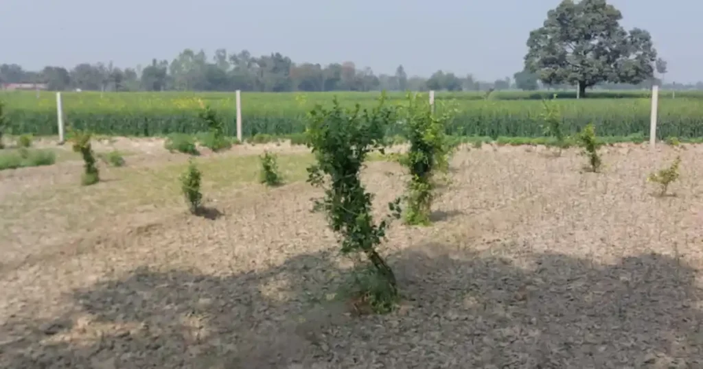 एक खेत में नींबू, प्याज और घुइयां उगाकर यह किसान बना लखपति, जानें स्मार्ट तरीका