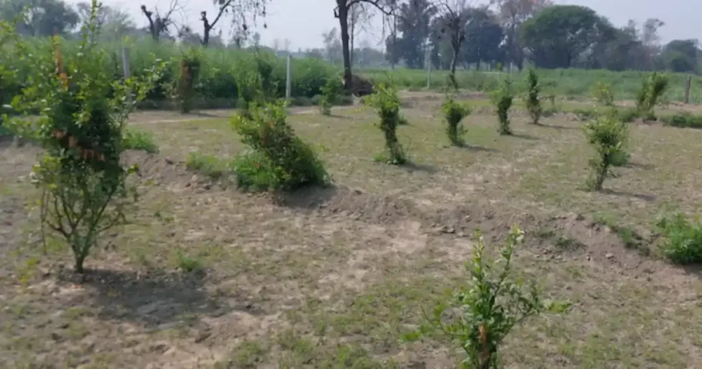 एक खेत में नींबू, प्याज और घुइयां उगाकर यह किसान बना लखपति, जानें स्मार्ट तरीका