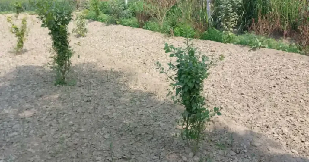 एक खेत में नींबू, प्याज और घुइयां उगाकर यह किसान बना लखपति, जानें स्मार्ट तरीका