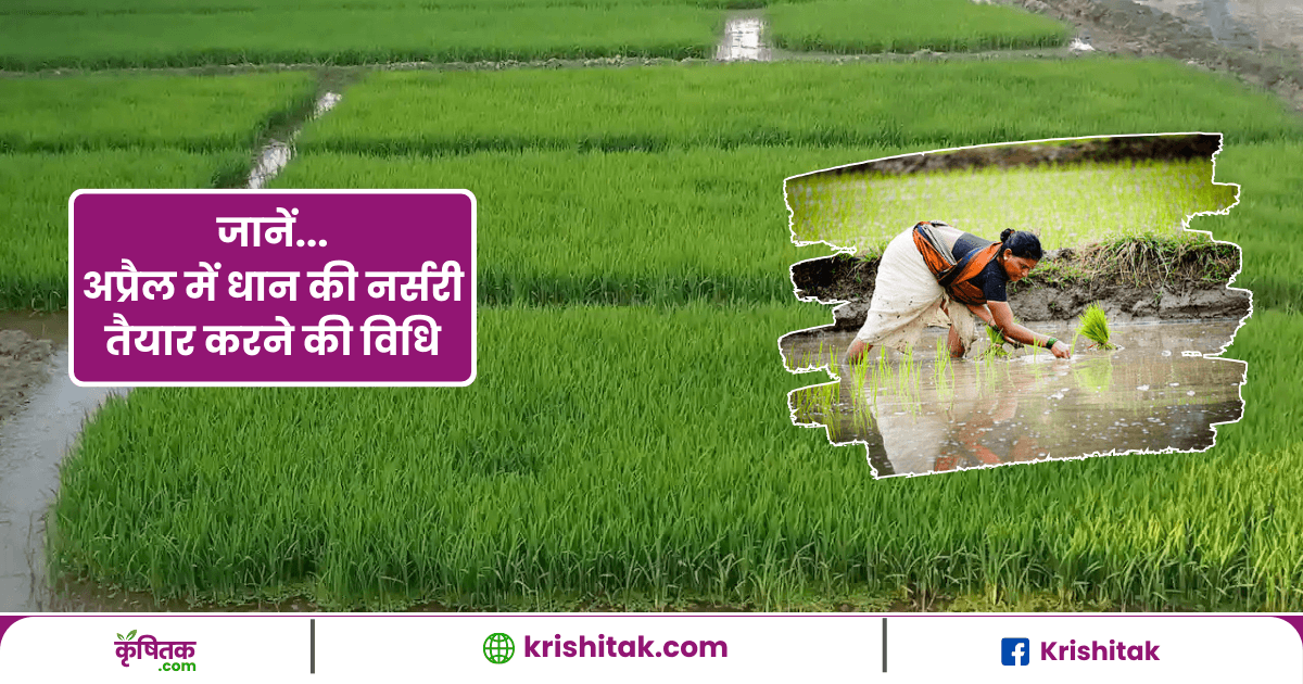 April Mein Dhan ki Nursery Taiyar Karne Ki Vidhi