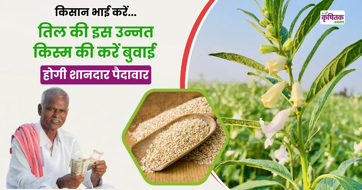 Sesame Farming Tips