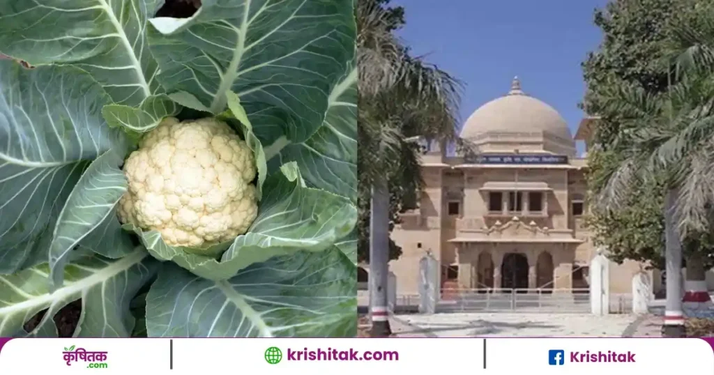 Cauliflower Cultivating New Variety