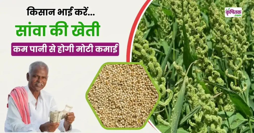 Barnyard Millet Farming