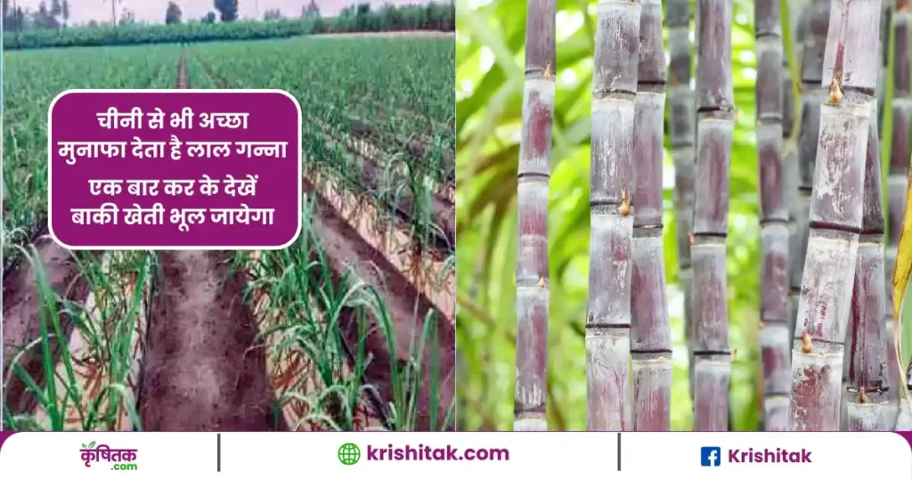 Red Sugarcane Farming