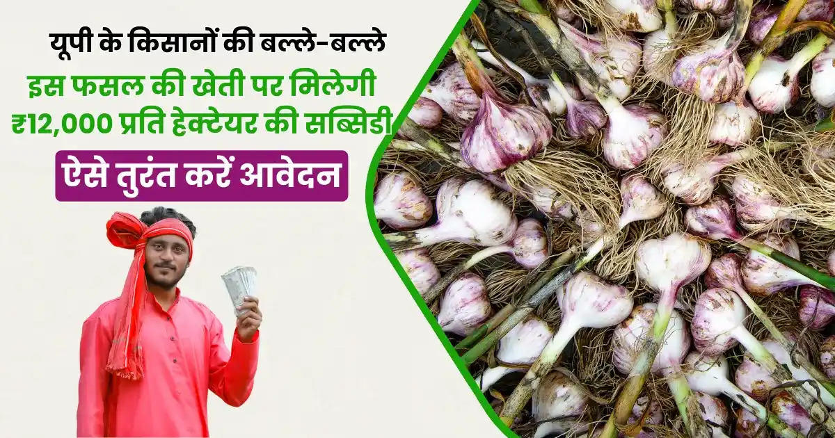 Subsidy On Garlic Farming