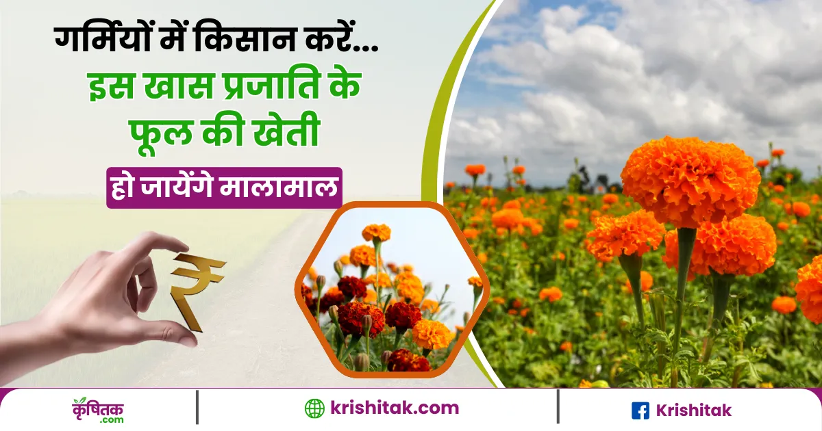 Marigold Cultivation