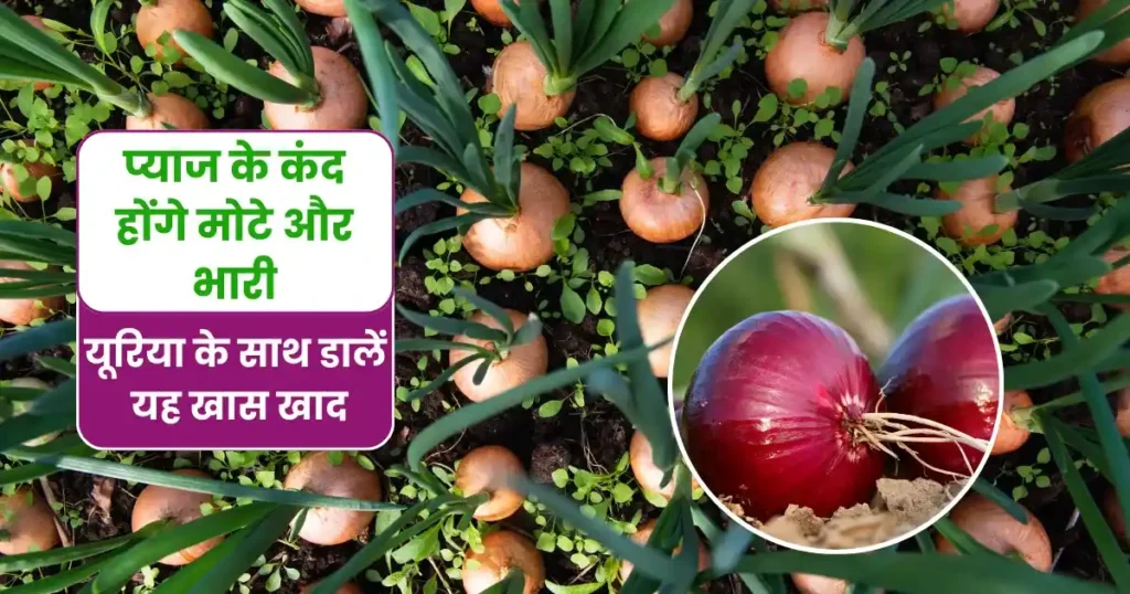Onion Farming Tips