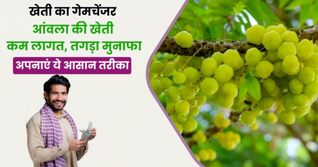 Amla Cultivation Tips