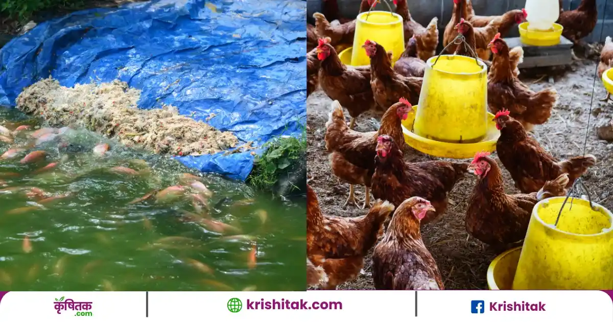 Poultry With Fish Farming