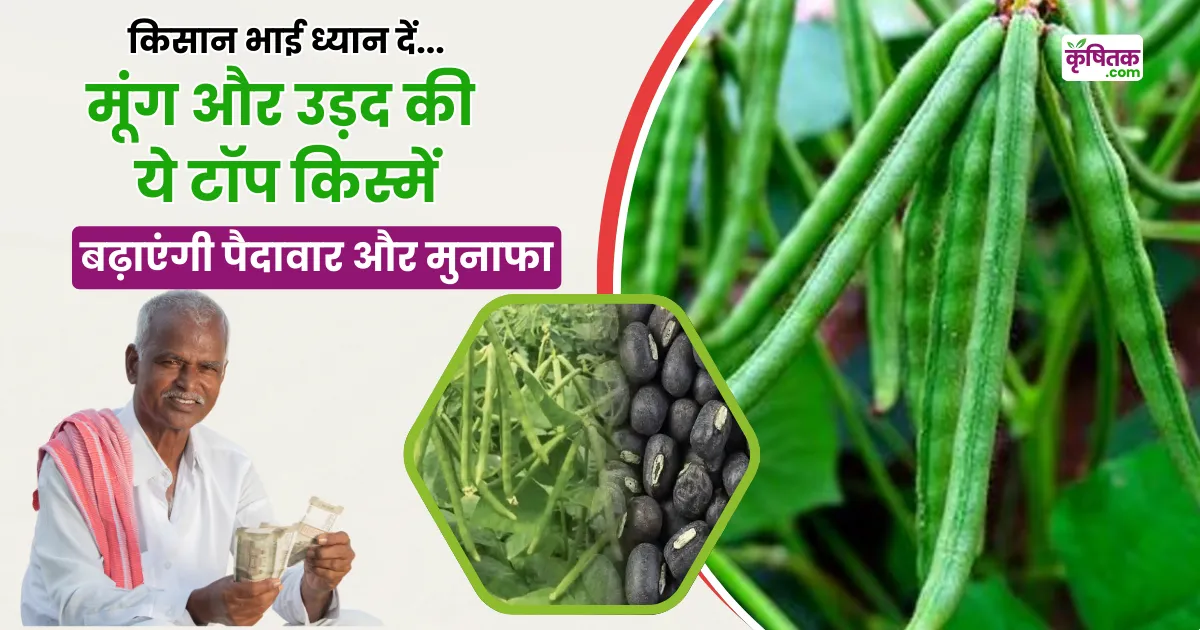 Moong and Urad Best Variety