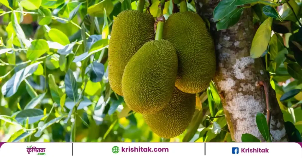 Jackfruit Farming Tips
