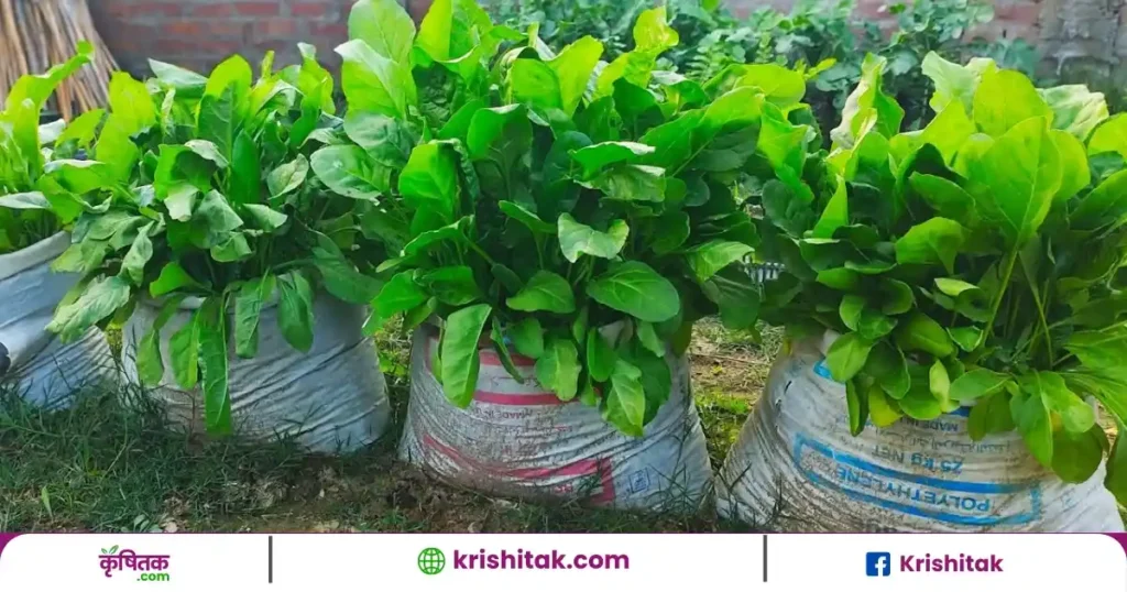 Organic Spinach Farming in Plastic Bag