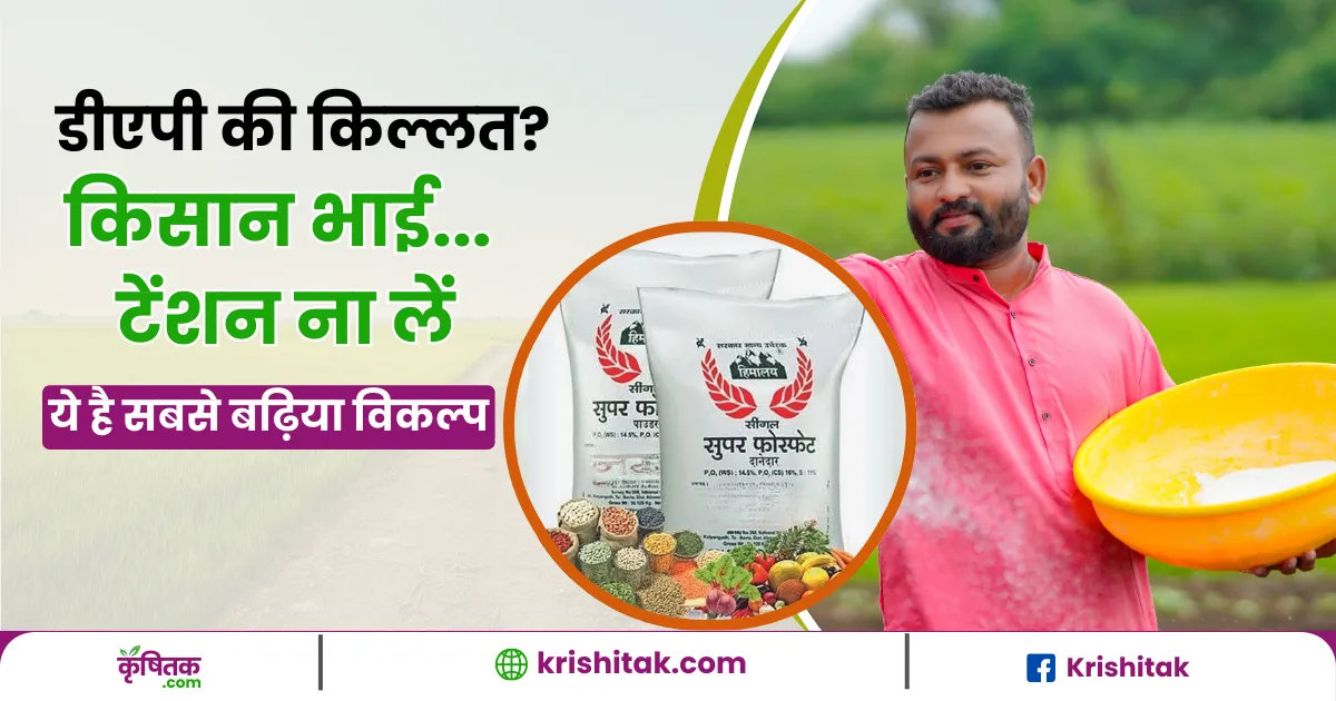 डीएपी की किल्लत से हैं परेशान? टेंशन ना लें ये है सबसे बढ़िया विकल्प, जिससे लहलहाएगी फसल