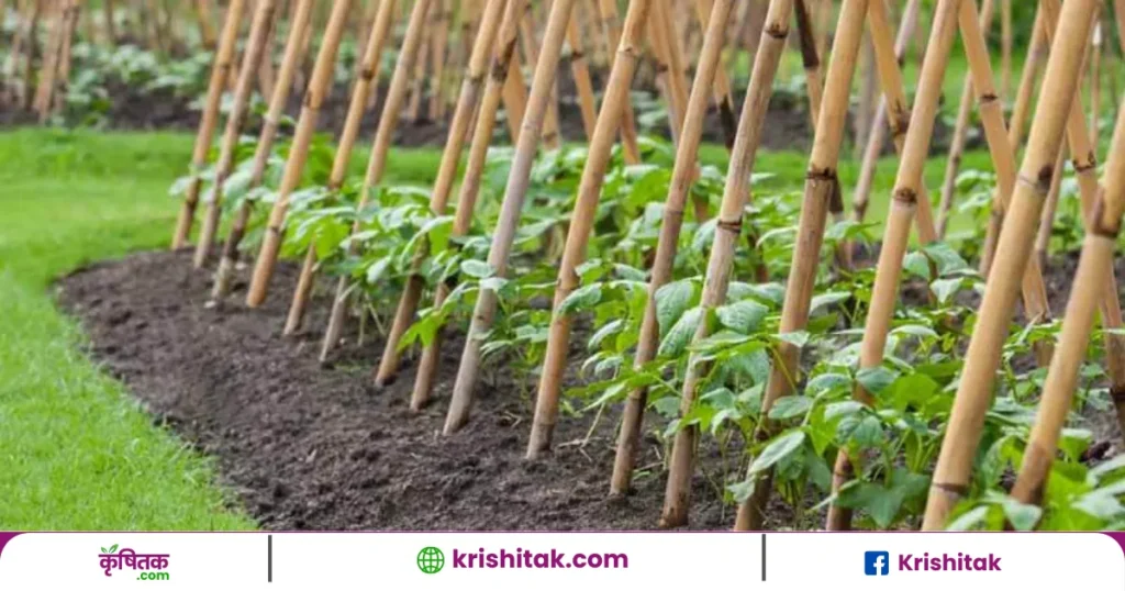 Vining Vegetables Tips