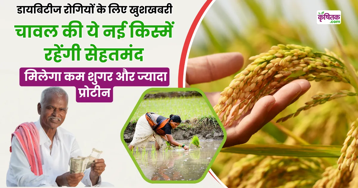 New Rice Varieties IRRI 147