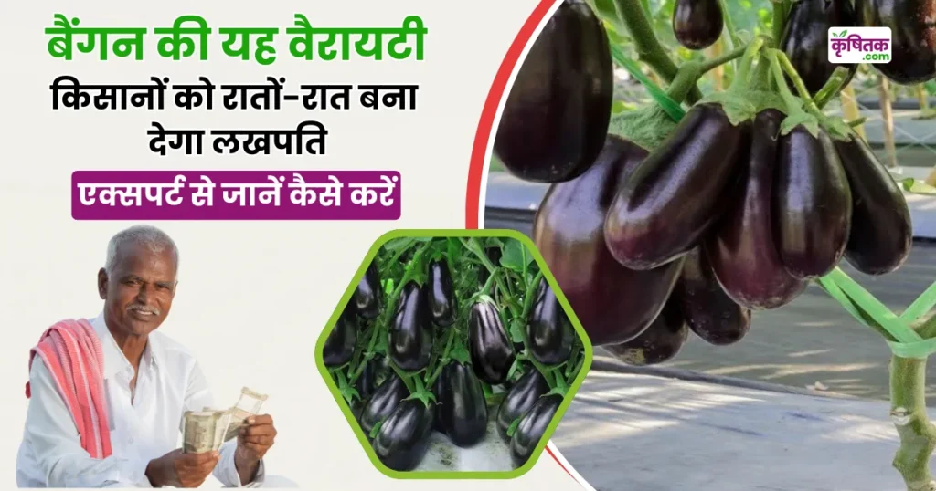 Brinjal Cultivation Tips